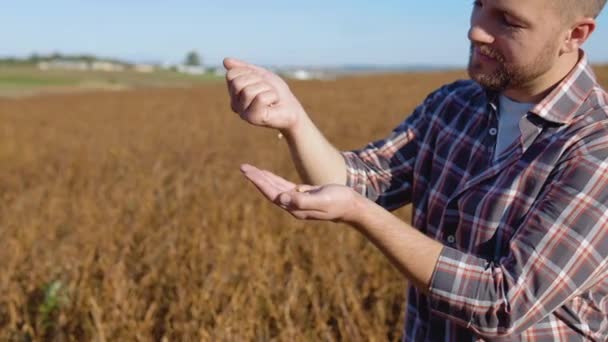 Farmář uprostřed pole se sójovými boby zkoumá zrna zralé rostliny a vylévá je z ruky do ruky. — Stock video