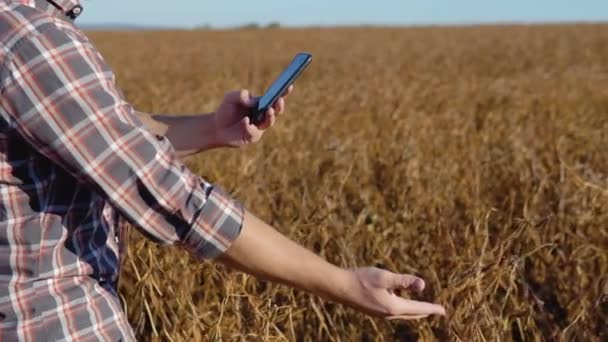 A farmer or agronomist in a field takes a photo of mature soybean stalks on a camera in his cell phone — Stock Video