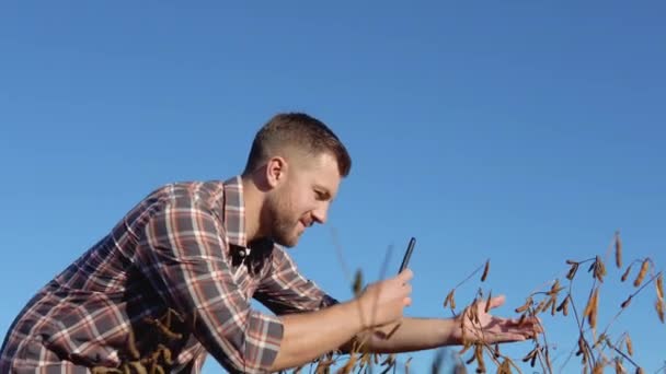 田里的农民或农艺师用手机的摄像机拍下成熟大豆茎的照片。健康素食 — 图库视频影像