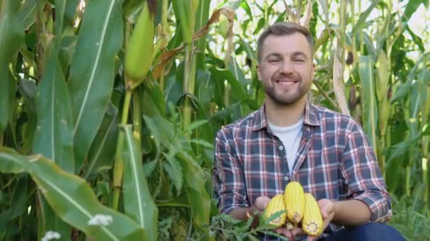 Een boer of agronomist in een maïsveld houdt jonge maïsoren in zijn handen — Stockvideo