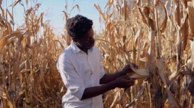 Genç bir Afrikalı Amerikalı, mısır sapını dikkatli ve keyifli bir şekilde inceliyor. Genç bir çiftçi mısır tarlasının ortasında duruyor..