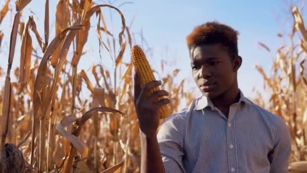 若いアフリカ系アメリカ人の男がトウモロコシの頭を手に持っている。トウモロコシ畑の真ん中に若い農家の農学者が立っている。健康的な食事の概念 — ストック動画