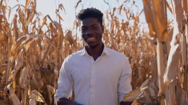 Joven agricultor agrónomo afroamericano de pie en medio de un campo de maíz y sonriendo — Vídeo de stock