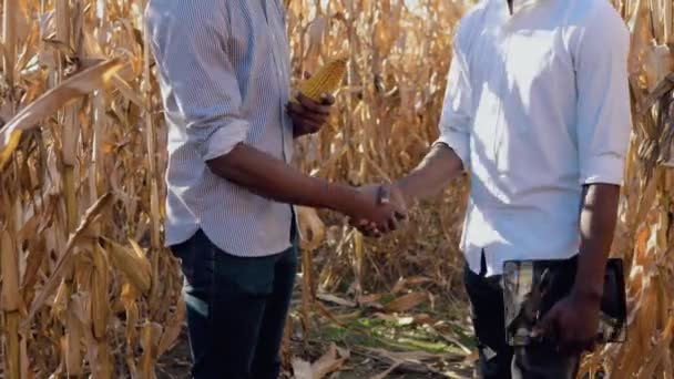 Deux jeunes agronomes afro-américains se serrent la main en accord au milieu d'un champ de maïs. Vue d'une poignée de main de près. Concept d'alimentation saine — Video