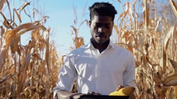 A young African American agronomist farmer stands in the middle of a corn field with a head of corn and a tablet in his mouth and prints something — Stock Video