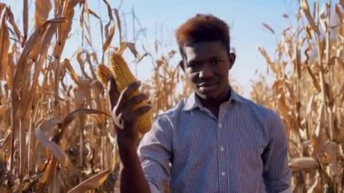 Genç Afrikalı Amerikalı bir adam elinde mısır başıyla. Genç bir çiftçi mısır tarlasının ortasında duruyor.