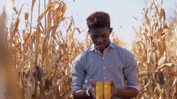 Un joven afroamericano sostiene dos espigas maduras de maíz en su mano. Un joven agrónomo campesino se encuentra en medio de un campo de maíz. El concepto de alimentación saludable — Vídeo de stock