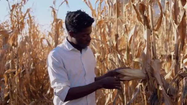 若いアフリカ系アメリカ人の男が茎にトウモロコシの頭を調べる。トウモロコシ畑の真ん中に若い農家の農学者が立っている。 — ストック動画