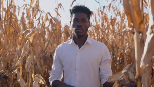 トウモロコシ畑の真ん中に立つ若いアフリカ系アメリカ人農家の農学者が、茎にトウモロコシに触れて — ストック動画