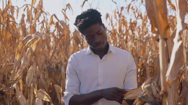 トウモロコシ畑の真ん中に立つ若いアフリカ系アメリカ人の農学者は、茎の上にトウモロコシを調べます。 — ストック動画