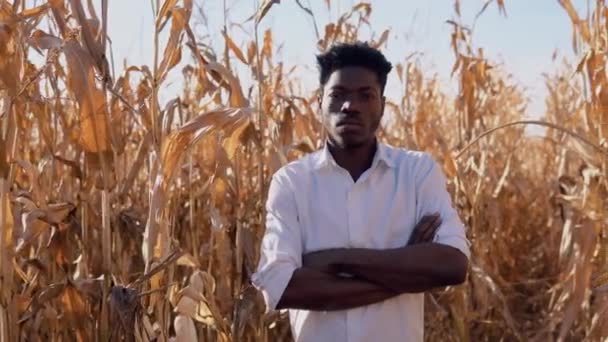 トウモロコシ畑の真ん中に立つ若いアフリカ系アメリカ人の農業者は笑顔で — ストック動画