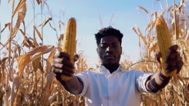 Ένας νεαρός Αφροαμερικάνος αγρότης στέκεται στη μέση ενός καλαμποκιού με αυτιά καλαμποκιού σε κάθε χέρι και χαμογελά. — Αρχείο Βίντεο