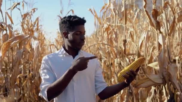 一方でトウモロコシの頭を持つトウモロコシ畑の真ん中に立つ若いアフリカ系アメリカ人の農家で、もう一方の指でそれを指しています — ストック動画