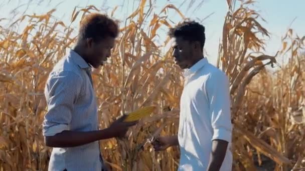 トウモロコシ畑の真ん中にいる2人の若いアフリカ系アメリカ人男性農学者がトウモロコシの熟した頭を調べて議論しています — ストック動画