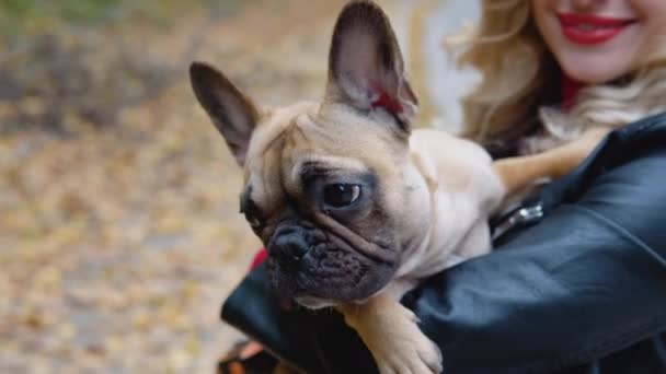 Närbild av en rolig fransk bulldog i armarna på sin ägare — Stockvideo