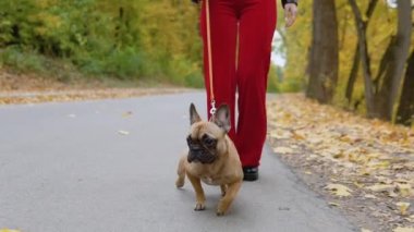 Genç ve güzel bir kadın, güz parkında komik bir buldogla yürüyor. Parktaki ormanda köpeği gezdiren kadın ayakları.