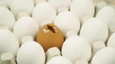 Tavuk, taze çiğ yumurta ve kırık kahverengi yumurta. Büyük tepsi yumurta dönüyor.