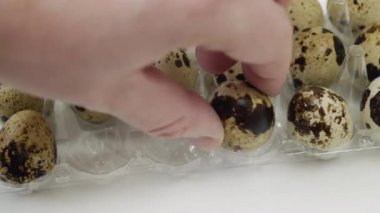 Platforma bir sürü bıldırcın yumurtası yerleştiriyorum. Yakın çekim. Bir sürü taze bıldırcın yumurtası. Yumurta üretim tesisi kavramı