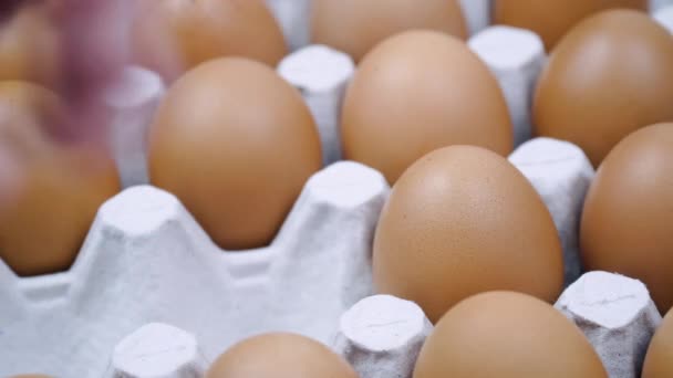 Çok sayıda kahverengi yumurtayı platforma yerleştiriyorum. Yakın çekim. Bir sürü taze çiğ tavuk yumurtası. Yumurta üretim tesisi kavramı — Stok video