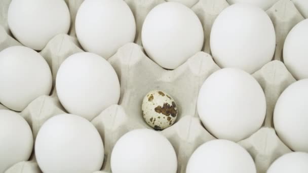 Frango branco ovos crus frescos e sozinho ovo de codorniz. Grande bandeja de ovos está girando — Vídeo de Stock