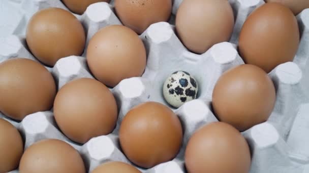Куриные коричневые сырые яйца и одинокое перепелиное яйцо. Крупный лоток с яйцами вращается — стоковое видео