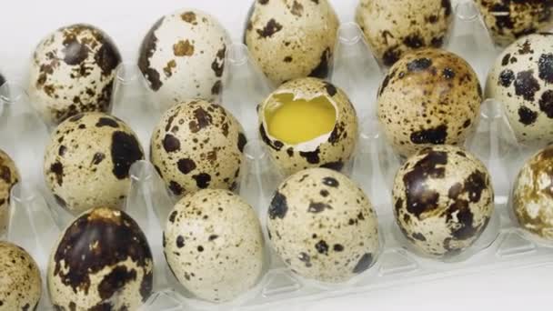 Huevos frescos de codorniz crudos y huevo solo roto. Bandeja grande de huevos está girando — Vídeos de Stock