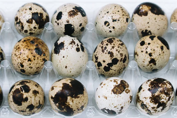 Плоский шар сирих перепелиних яєць у коробці. Вид зверху натуральне органічне яйце. Здорова справжня їжа — стокове фото