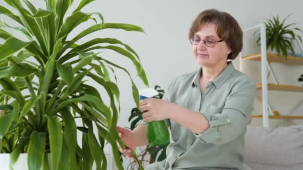 Kıdemli kadın el spreyinden çiçekleri suluyor. Bitki bakımı kavramı — Stok video