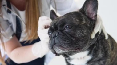 Veteriner köpek kulaklarını kontrol ediyor ve temizliyor. Profesyonel evcil hayvan yardımı alan hayvan sağlığı hastanesi