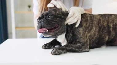 Veteriner köpek kulaklarını kontrol ediyor ve temizliyor. Profesyonel evcil hayvan yardımı alan hayvan sağlığı hastanesi