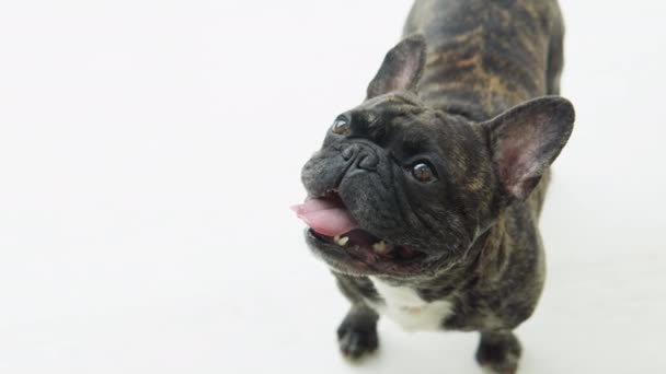 Rolig fransk bulldogg skäller i soligt vardagsrum — Stockvideo