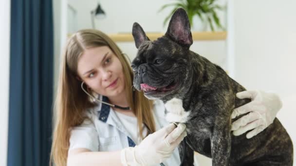 Veteriner kadın veteriner veteriner kliniğinde steteskopla köpek ciğeri dinliyor. — Stok video