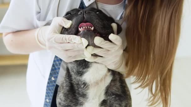 Lekarz weterynarii badający zęby buldoga francuskiego podczas wizyty w klinice weterynaryjnej. Szpital zdrowia zwierząt z profesjonalną pomocą dla zwierząt domowych — Wideo stockowe