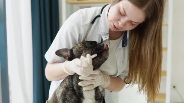 Francouzský buldok pes na veterinární dostat léky — Stock video