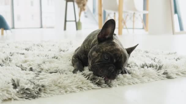 Funny french bulldog lying down in sunny living room — Vídeos de Stock