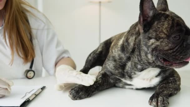 Kobieta weterynarii bada psa i pieścić ją. Weterynarz obserwuje psa i robi notatki. Pojęcie lekarzy zwierząt i ich praca ze zwierzętami domowymi — Wideo stockowe
