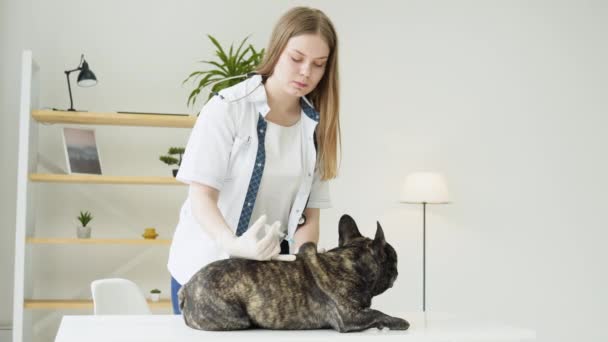 Mujer veterinaria hace una inyección con vacuna al perro en una clínica veterinaria — Vídeo de stock