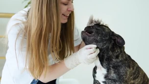 Mulher veterinária examina o cão e acariciá-la. Hospital de saúde animal com ajuda de animal de estimação profissional — Vídeo de Stock