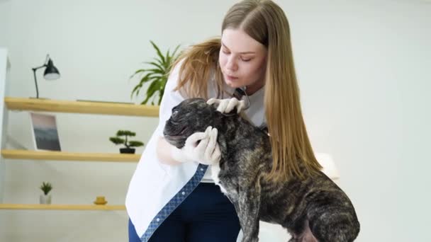 獣医の女性は犬を調べてペットを飼います。専門的なペットの助けを借りて動物病院 — ストック動画
