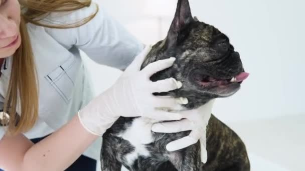 Ветеринарна жінка оглядає собаку і виховує її. Лікарня охорони здоров'я тварин з професійною допомогою домашніх тварин — стокове відео