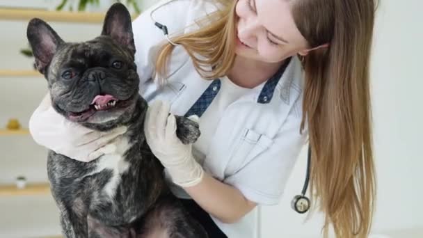 Жінка-ветеринар вивчає лапи собак, концепцію здоров'я та лікування домашніх тварин. Сучасна клініка тварин — стокове відео