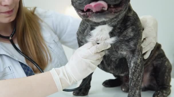 Mooie glimlachende vrouw dierenarts onderzoeken hond met stethoscoop in kliniek. Diergeneeskunde ziekenhuis met professionele huisdier hulp — Stockvideo