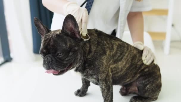 Улыбающаяся женщина ветеринар осматривает собаку стетоскопом в клинике. Больница по уходу за животными с профессиональной помощью — стоковое видео