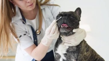 Veteriner köpek gözlerini kontrol ediyor.