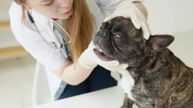 Veteriner kadın köpeği muayene eder ve onu okşar. Profesyonel evcil hayvan yardımı alan hayvan sağlığı hastanesi