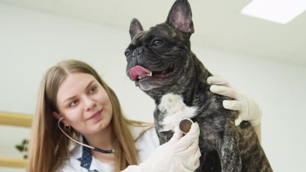 Bela mulher sorridente veterinário examinando cão com estetoscópio na clínica. Mulher veterinária escuta pulmões de cão com estetoscópio na clínica veterinária — Vídeo de Stock