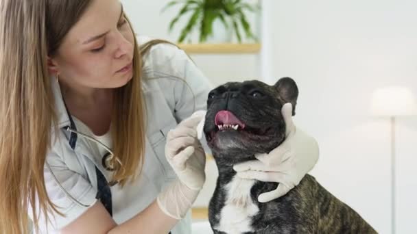 Ветеринарний лікар перевіряє і очищає очі собак — стокове відео