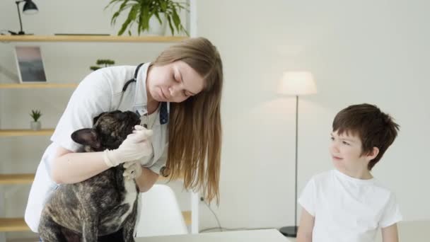 面白い犬でザ獣医取得薬 — ストック動画