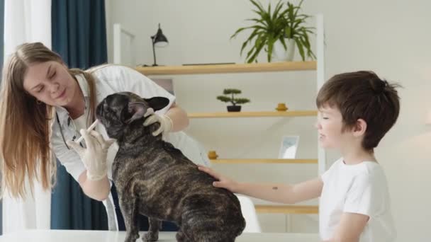 Fransk bulldogg på veterinären får medicin — Stockvideo