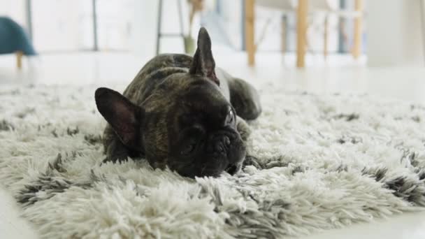 Buldogue francês engraçado deitado na sala de estar ensolarada — Vídeo de Stock